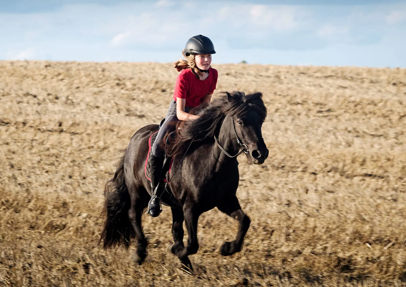 Rid islandshäst för två